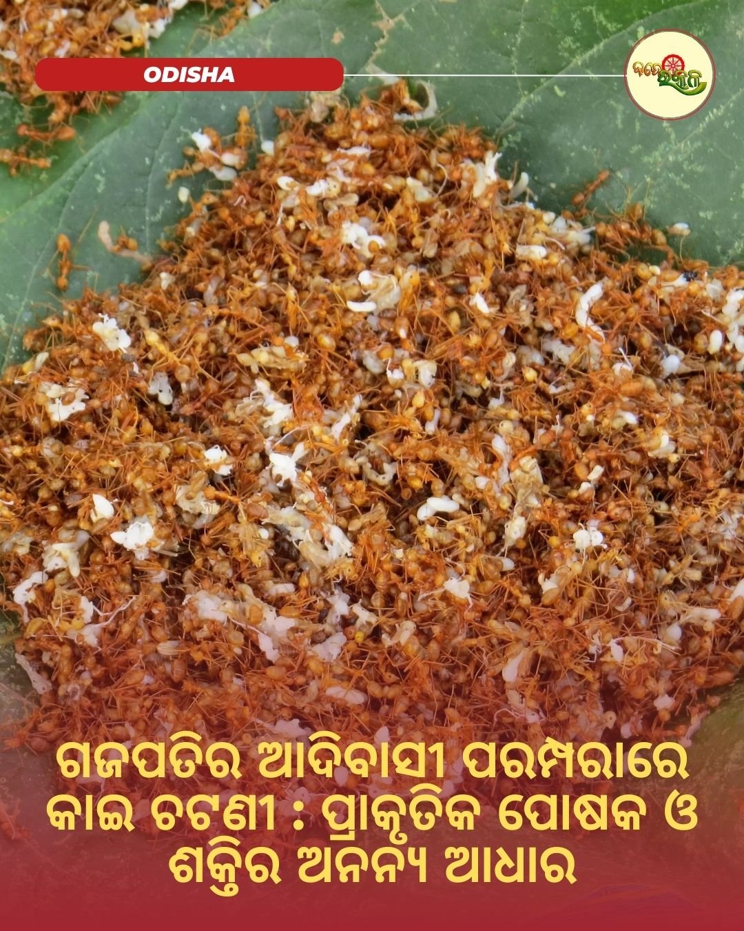 ଗଜପତିର ଆଦିବାସୀ ପରମ୍ପରାରେ କାଇ ଚଟଣୀ : ପ୍ରାକୃତିକ ପୋଷକ ଓ ଶକ୍ତିର ଅନନ୍ୟ ଆଧାର