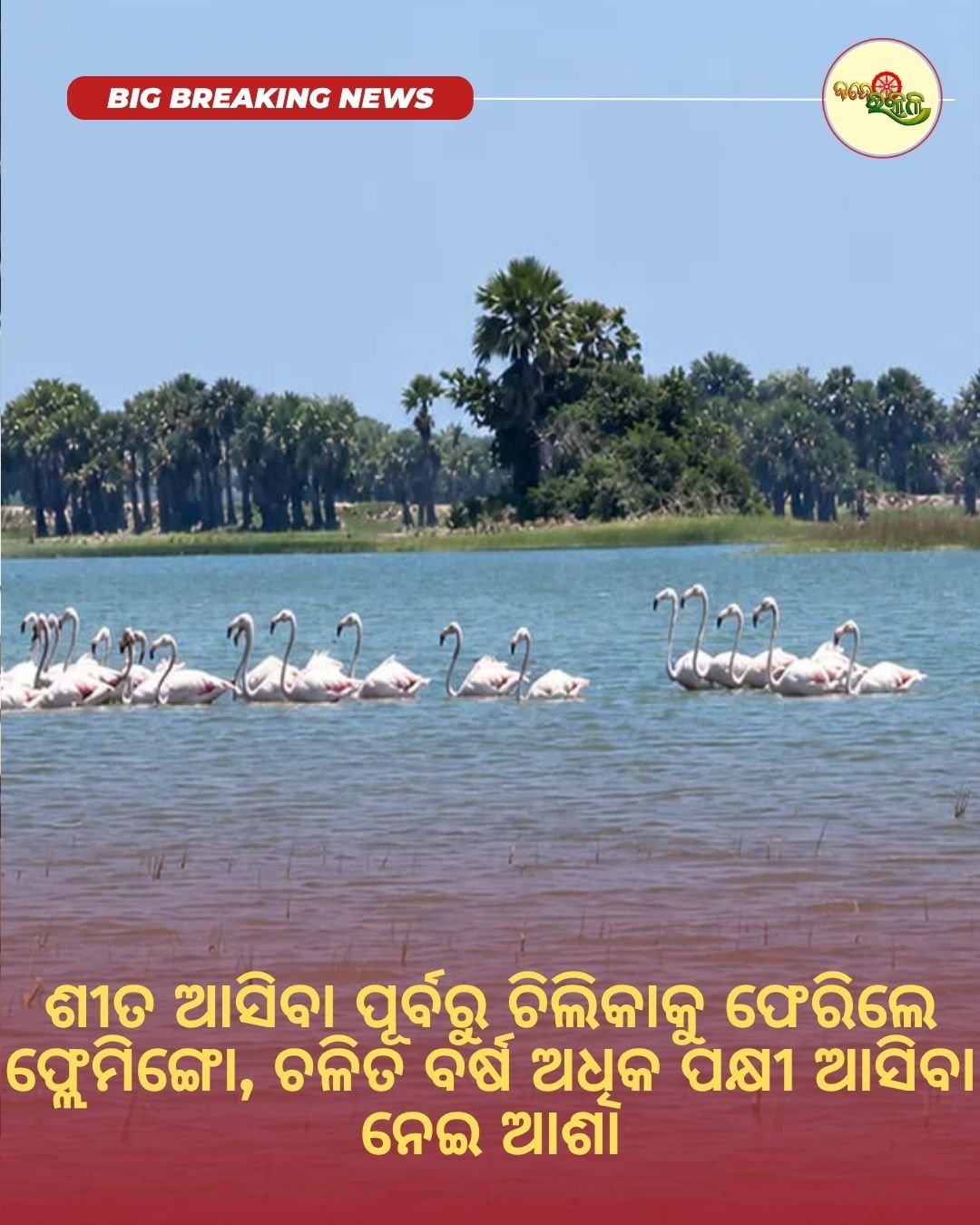 ଶୀତ ଆସିବା ପୂର୍ବରୁ ଚିଲିକାକୁ ଫେରିଲେ ଫ୍ଲେମିଙ୍ଗୋ, ଚଳିତ ବର୍ଷ ଅଧିକ ପକ୍ଷୀ ଆସିବା ନେଇ ଆଶା